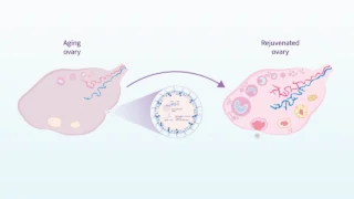 Can Reprogramming Factors Rejuvenate the Ovary? - Carlos Simon Foundation