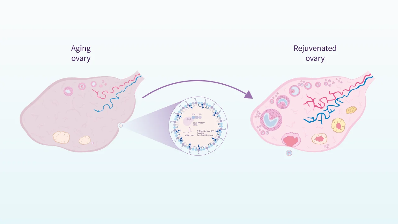 Can Reprogramming Factors Rejuvenate the Ovary? – Carlos Simon Foundation