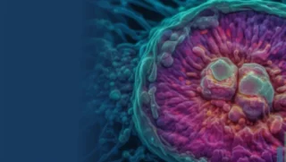 Decoding Mitochondrial Signals in Embryo Selection - Embryomic