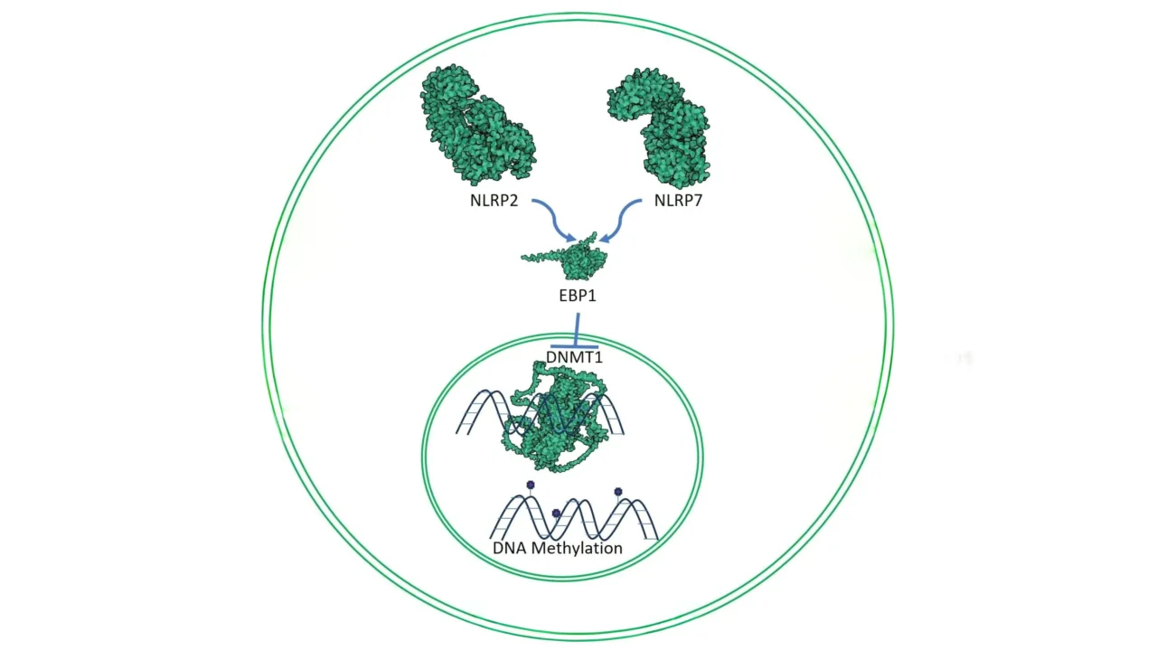 Novel Protein Interaction Uncovered in Recurrent Pregnancy Loss Mechanisms – DNA-MDPI