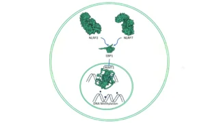 Novel Protein Interaction Uncovered in Recurrent Pregnancy Loss Mechanisms - DNA-MDPI