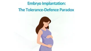 How the Immune System Allows Embryo Implantation - EFS