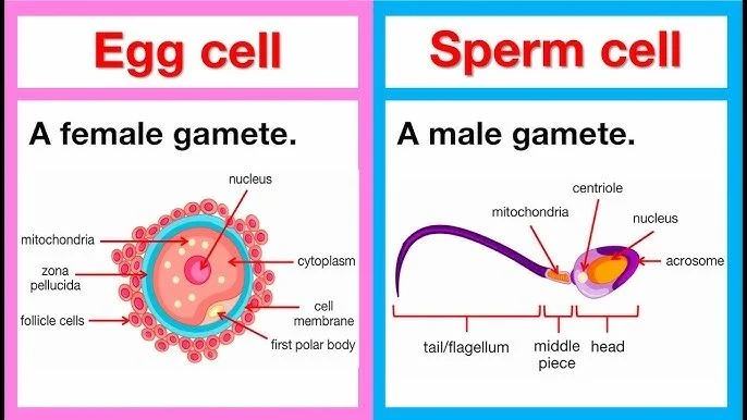 Gametes