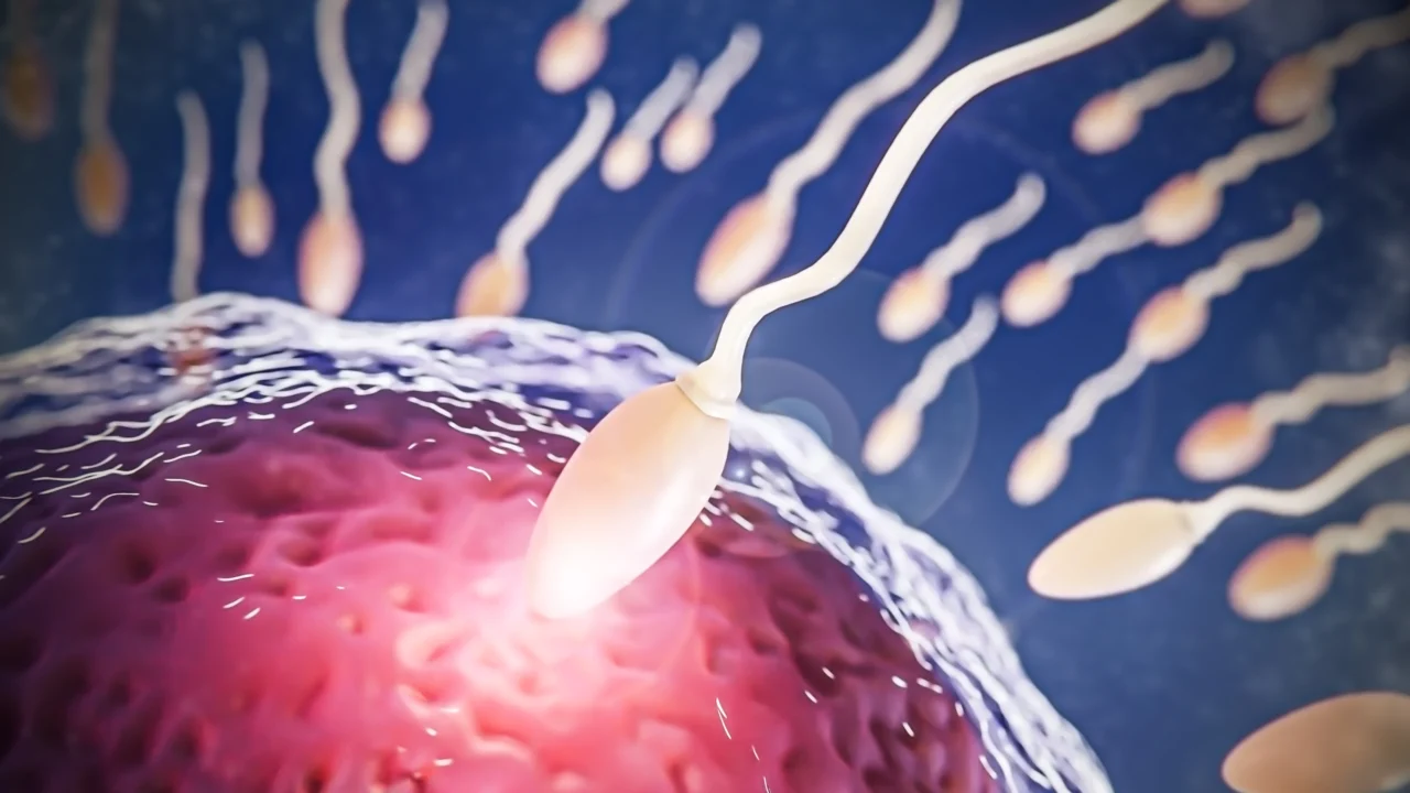 Rahul Manoj: Spermatogenesis – The Journey of Sperm Development