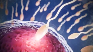 Rahul Manoj: Spermatogenesis - The Journey of Sperm Development