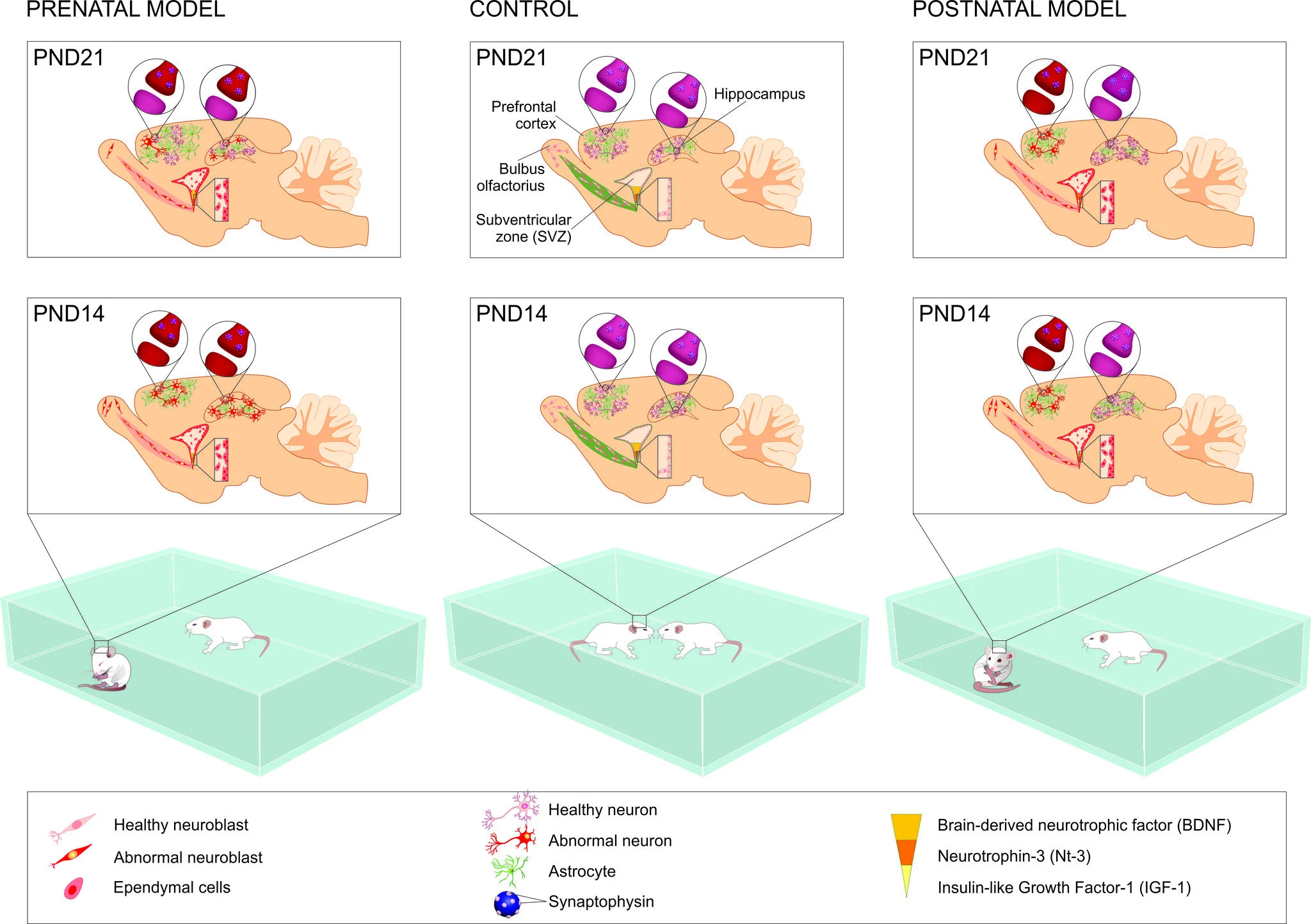 Konstantin Yenkoyan: YSMU Team Uncovers Stage-Dependent Vulnerability in Developing Brain