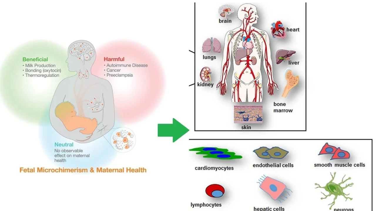 Sargol Aminnezhad: How Fetal Cells Shape a Mother’s Body and Health