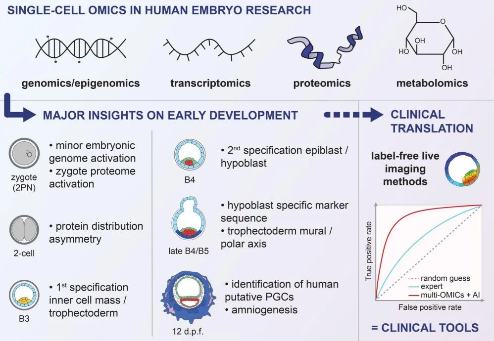Thomas Freour: Single-Cell Technologies Poised to Transform Understanding of Early Embryogenesis