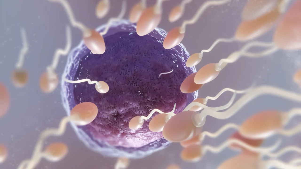 Rethinking the Biological Clock – How Age Impacts Eggs and Sperm