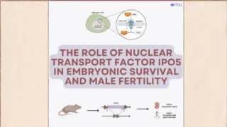 New Study Reveals IPO5's Role in Male Infertility - Reproductive Health Australia