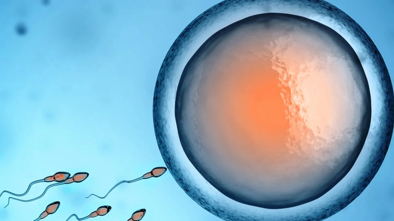 AI Enhances Fertilization Assessment Beyond Static Embryo Observation – Fairtility