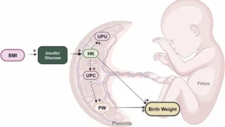 Christopher Robinson: Maternal Body Mass Index, Birthweight, and Placental Glucose Metabolism
