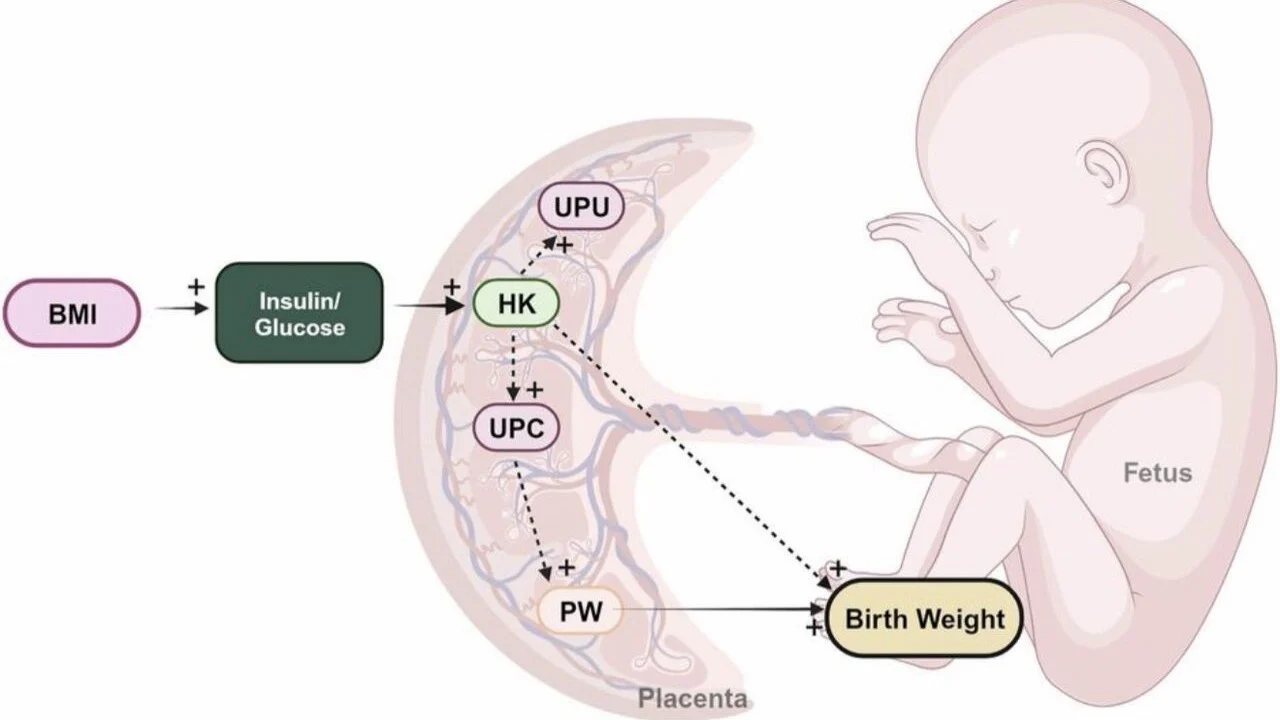 Christopher Robinson: Maternal Body Mass Index, Birthweight, and Placental Glucose Metabolism