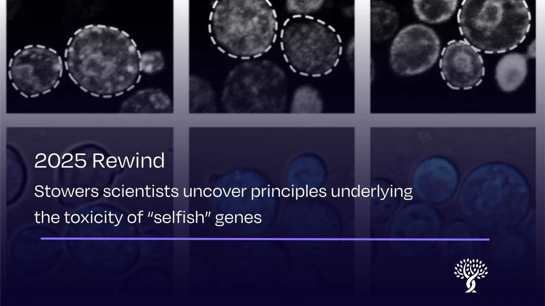 How Selfish Genes Harm Cells-Offering – Stowers Institute for Medical Research