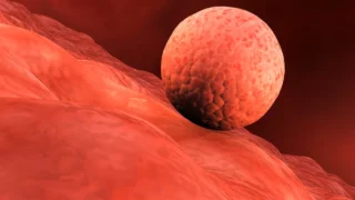 Michael Pendleton: Researchers Have Created the Lining of a Womb in a Dish