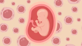 Gene Discovery Enhances Understanding of Placenta Formation - BioTechniques