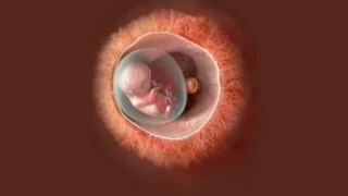 Christine Allen: Real-Time Insights on Early Embryo Development