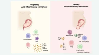 Immune Signatures in Early Pregnancy: Predicting Outcomes in ART Patients - Reproduction and Fertility
