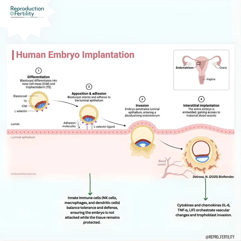 Reproduction and Fertility
