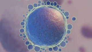 Esraa Atef: Understanding Oocyte Morphology and ICSI Outcomes