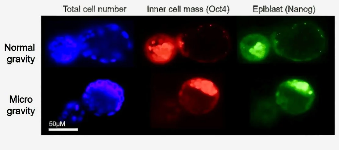 Effects of Simulated Microgravity on Sperm Function and Embryogenesis – ReproScientifics – SpermTracer