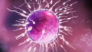 Akansha Negi: The First 24 Hours of Fertilization After ICSI