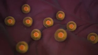 Ever Wondered How Ovulation Works? Let’s Break It Down! - Fertility Plus