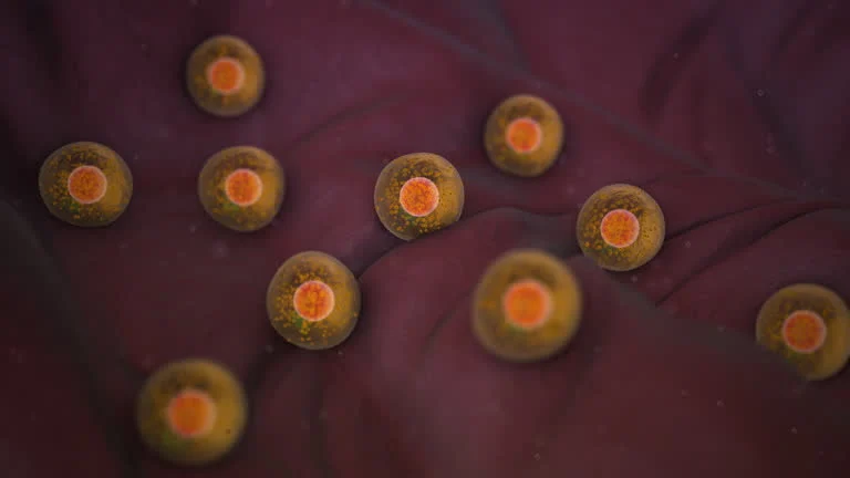 Ever Wondered How Ovulation Works? Let’s Break It Down! – Fertility Plus