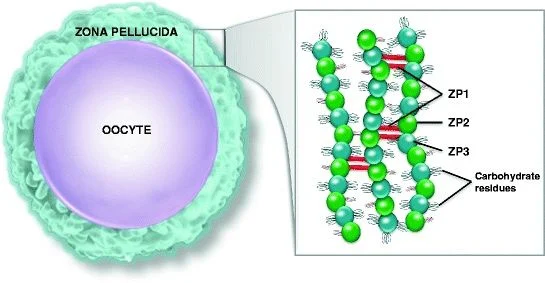 Akansha Negi: The Functional Role of the Zona Pellucida in Early Embryo Development