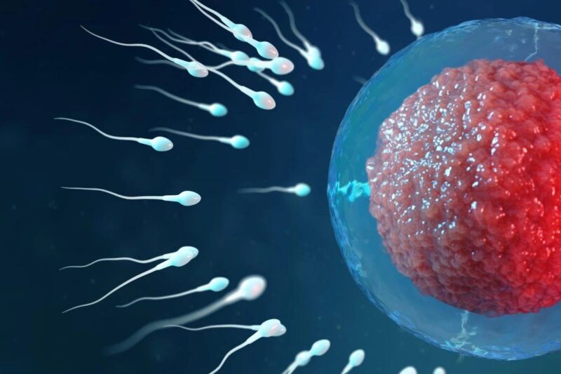 Saurabh Srivastava: Scientists Reveal That Eggs Choose the Winner, Sperm Don’t Win the Race After All