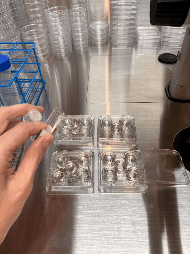 Aïda Pujol Masana: Behind Each IVF Cycle – The Precision of the Embryology Lab