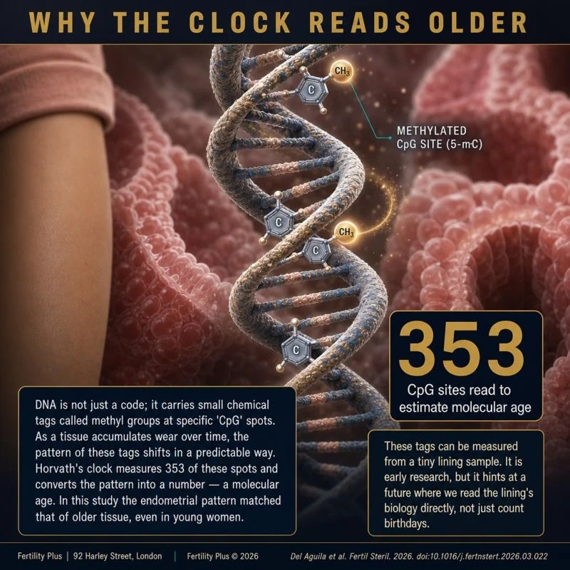Why Does the Clock Read Older? – Fertility Plus