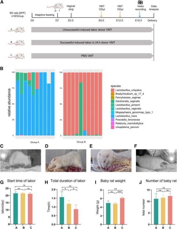 Christopher Robinson: The Vaginal Microbiota and Its Role in Labor Success