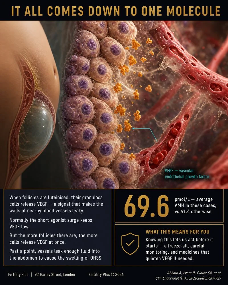 It All Comes Down to One Molecule – VEGF – Fertility Plus