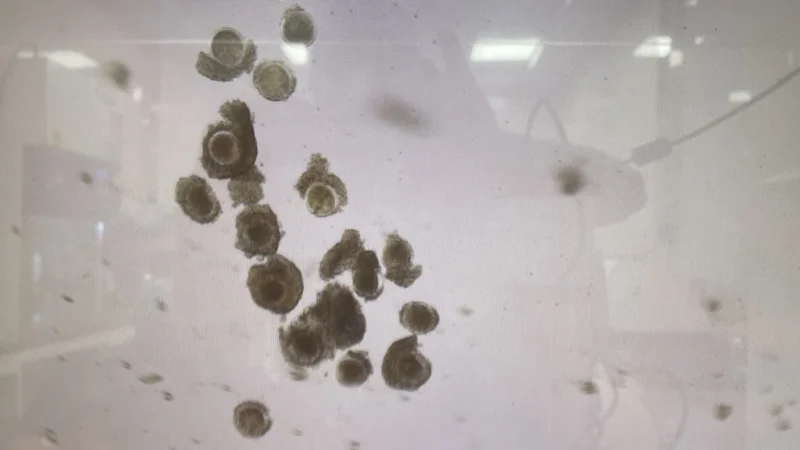 Ahmed Elhlily: Ovine and Bovine IVF, From Oocytes to Blastocysts