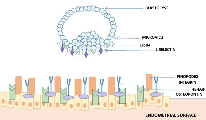 Negin Asadi։ How Does the Blastocyst Attach to the Uterus?