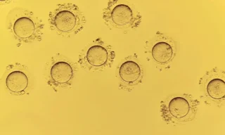 Arti Singh: What Could Make an Embryologist Happier Than a 100% Blastulation Rate?