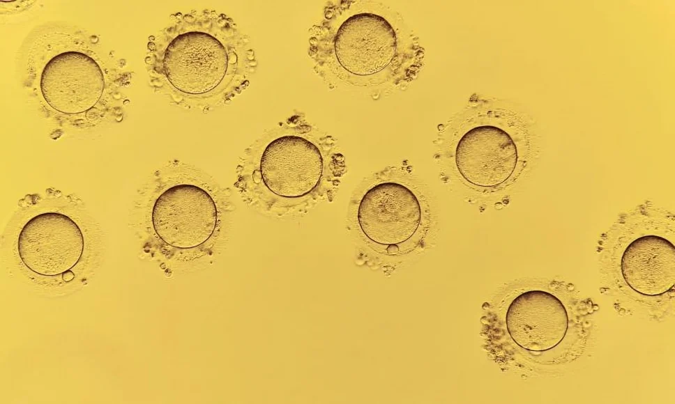 Arti Singh: What Could Make an Embryologist Happier Than a 100% Blastulation Rate?