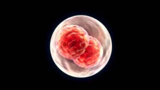 Somil Singhal: Knowing the Subtleties of Embryo Hatching Highlights the Wonders of Life's Genesis