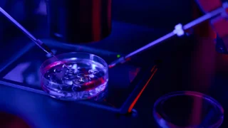 Entisar Elmuntasar: 2 Oocytes Within 1 Zona Pellucida
