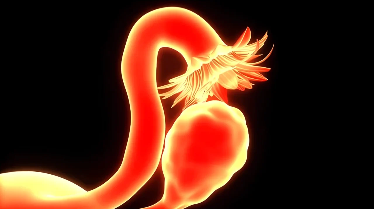 Your Highest Progesterone Might Come from Your Quietest Ovary – Fertility Plus