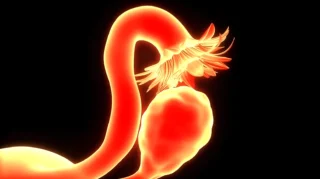 Your Highest Progesterone Might Come from Your Quietest Ovary - Fertility Plus