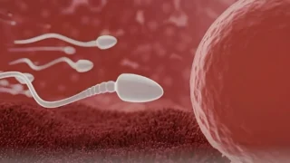 Palak Dewaan: Could the Bacteria in Semen Affect Your Chances of Having a Baby?