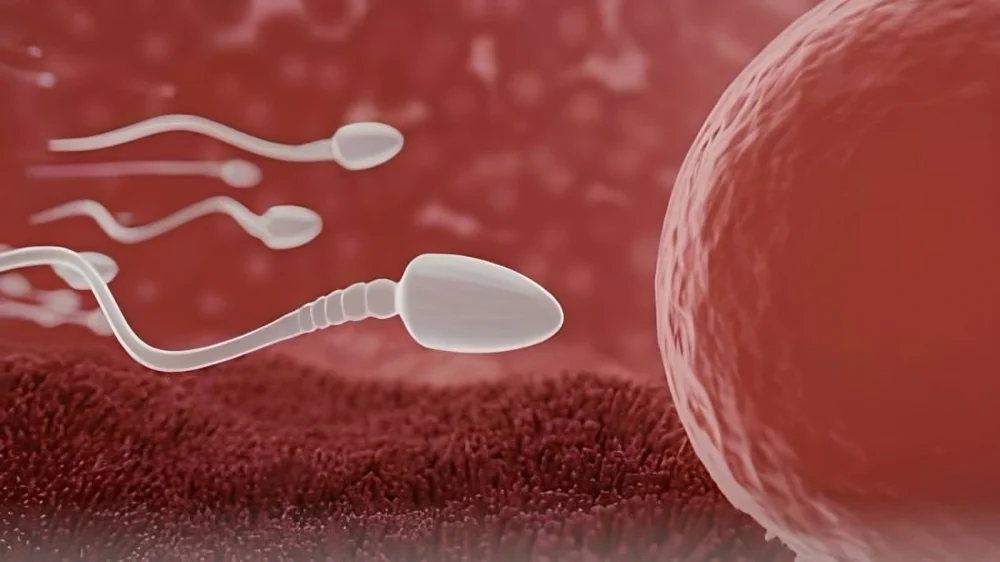 Palak Dewaan: Could the Bacteria in Semen Affect Your Chances of Having a Baby?