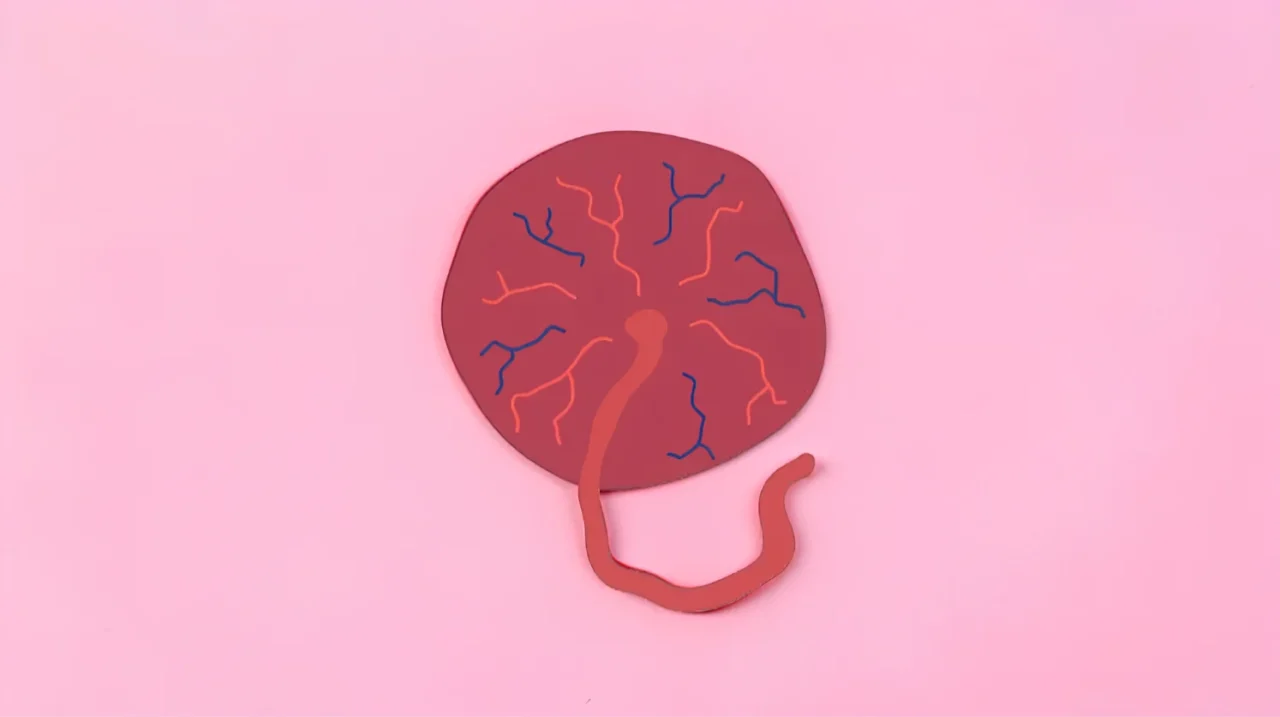 Huma Sultan: The Placenta – A Temporary Organ with a Huge Job