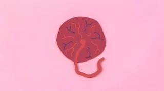 Huma Sultan: The Placenta - A Temporary Organ with a Huge Job