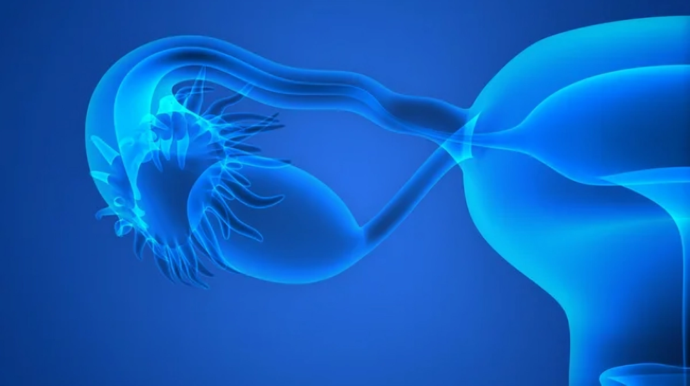Understanding AMH and Follicle Development – Fertility Plus