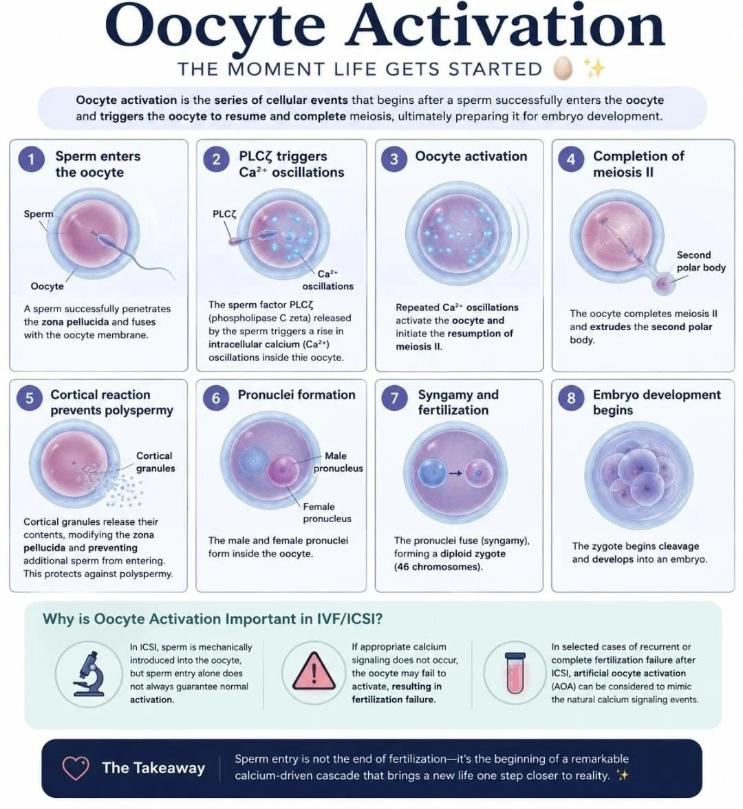 Anuradha Housnur: What is Oocyte Activation?