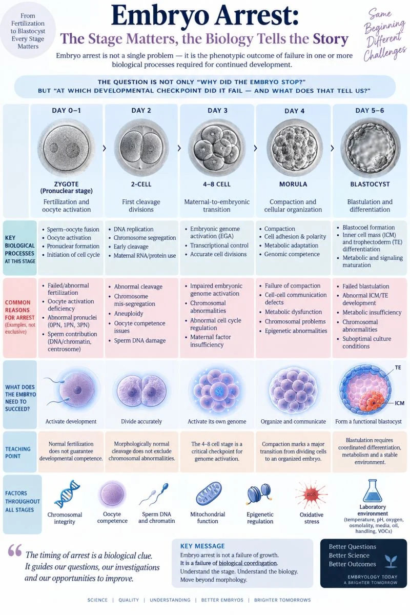 Khalil Faaed: Embryo Arrest – The Stage Matters, the Biology Tells the Story