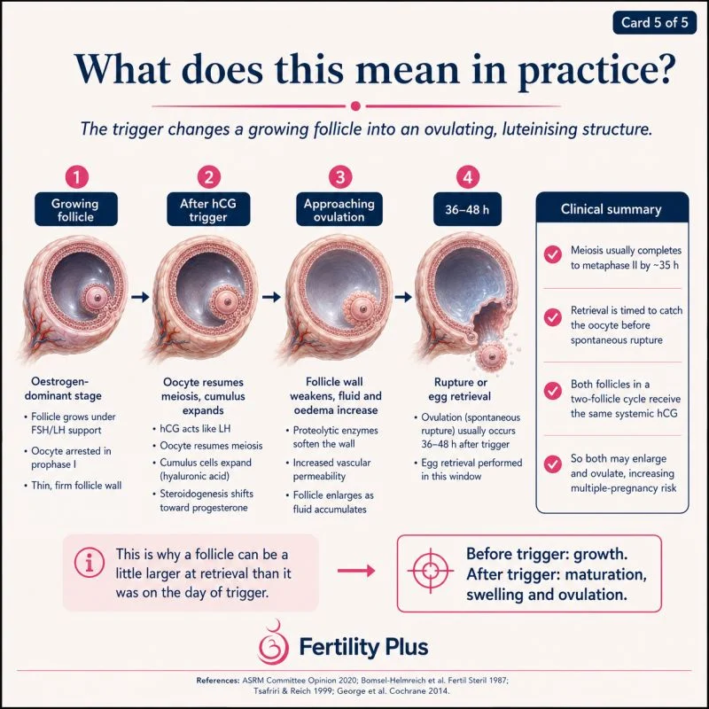 Understanding the Clinical Implications of Ovulation Induction – Fertility Plus